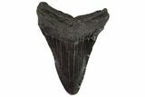 Fossil Megalodon Tooth - North Carolina #108908-1